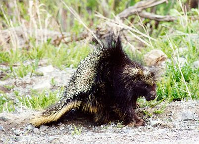 "Mr. Porcupine"
