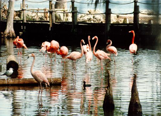 Flamingos at Discovery Island