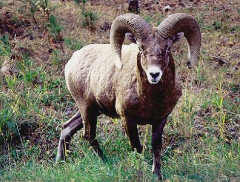 Bighorn Sheep
