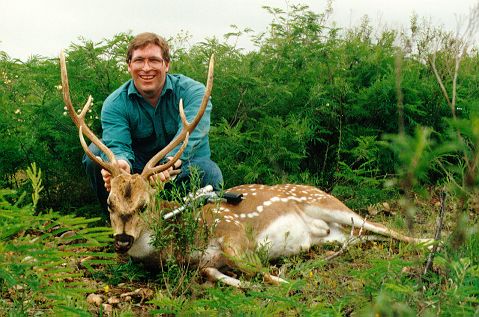 Axis Deer