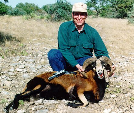 Corsican Ram