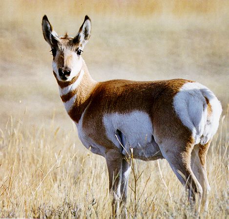Pronghorn Antelope